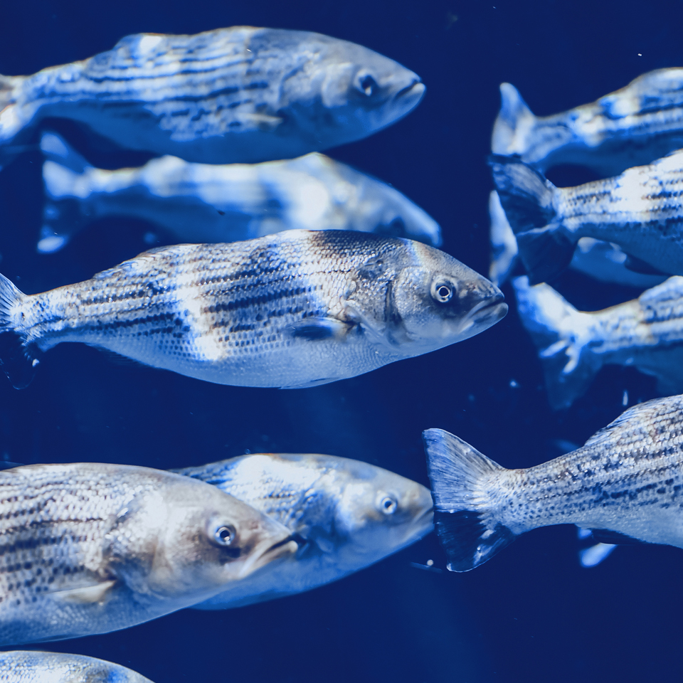 concept2_Seaculture_UMA