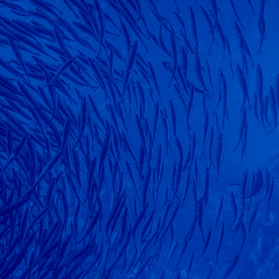 fishes_Seaculture_UMA